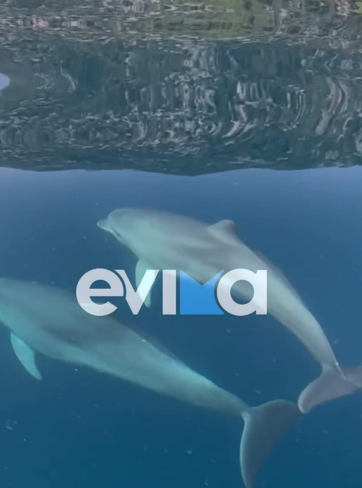 Δελφίνια Εύβοια