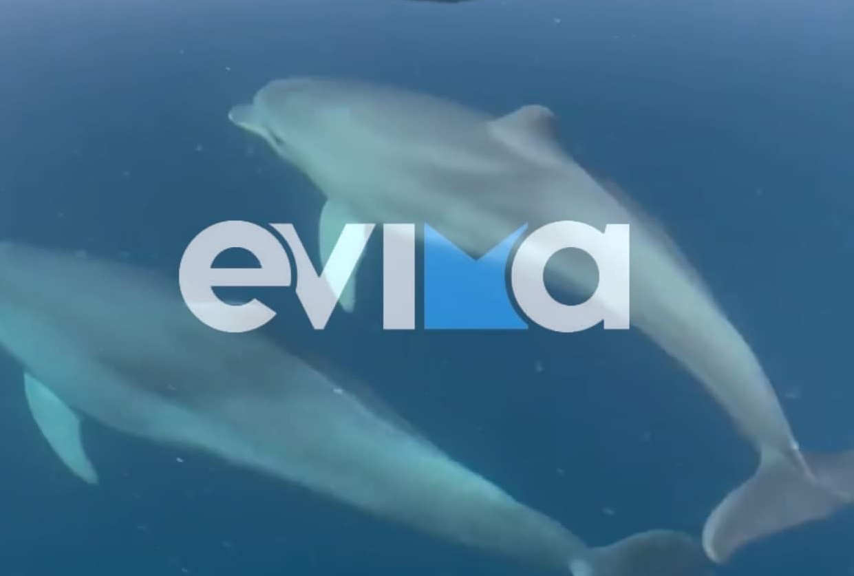 Δελφίνια Εύβοια