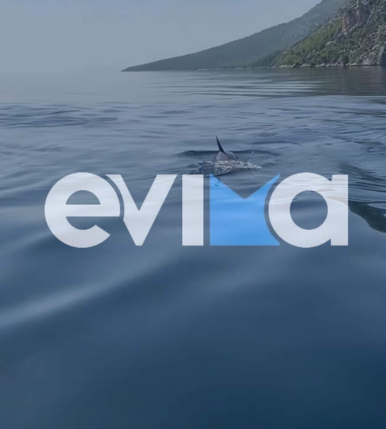 Δελφίνια Εύβοια