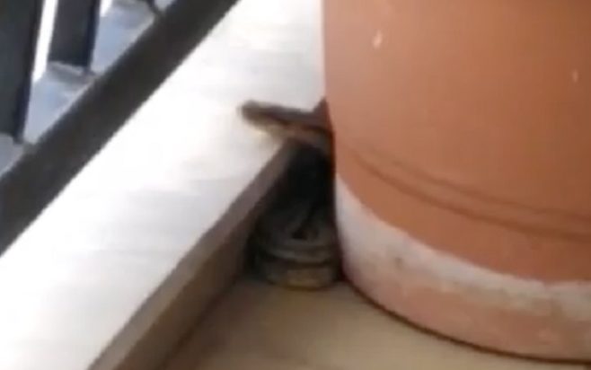 φίδι Φάρσαλα