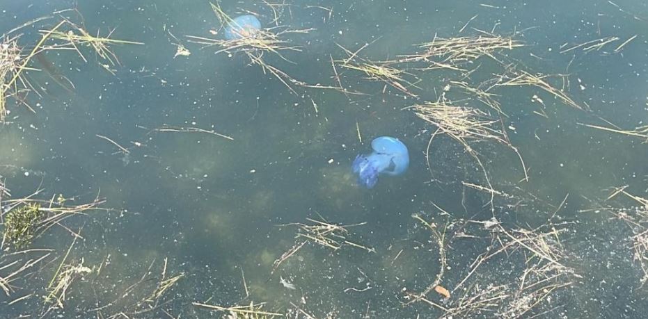 γαλάζιες μέδουσες