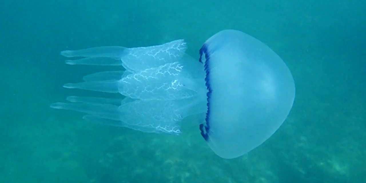 Μετά τις μωβ μέδουσες έρχονται και οι… γαλάζιες – Τι πρέπει να προσέχουμε