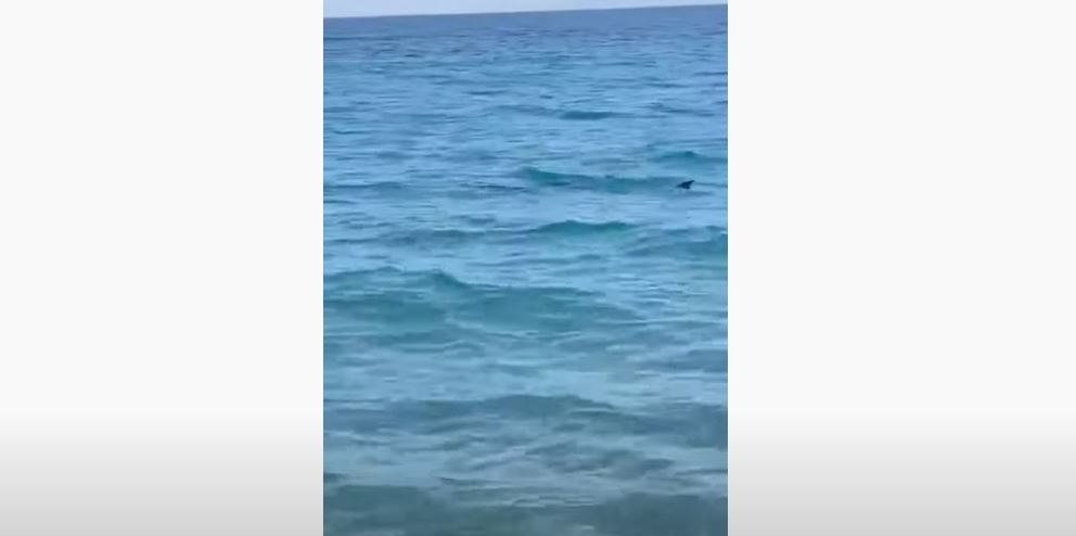 Καρχαριοειδές