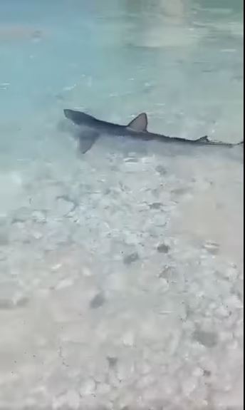 Γαλάζιος καρχαρίας Επτάνησα