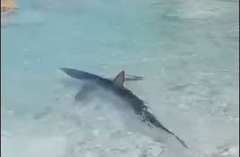 Γαλάζιος καρχαρίας εμφανίστηκε στα ρηχά σε παραλία των Επτανήσων