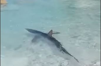 Γαλάζιος καρχαρίας εμφανίστηκε στα ρηχά σε παραλία των Επτανήσων