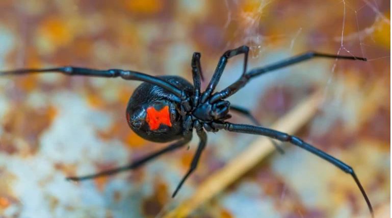 Αράχνη “μαύρη χήρα” τσίμπησε 36χρονο σε χωριό κοντά στο Αίγιο – Η περιπέτεια για το αντίδοτο