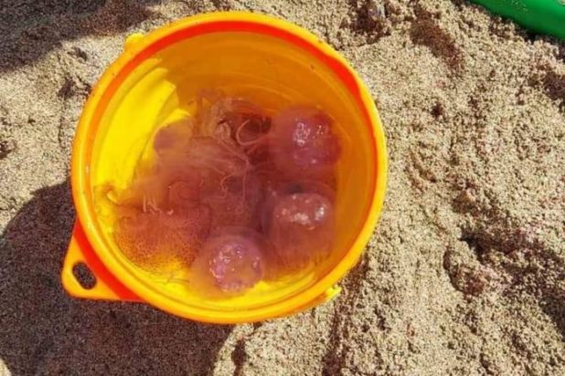 μωβ μέδουσες