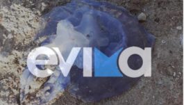 μωβ μέδουσα - Εύβοια