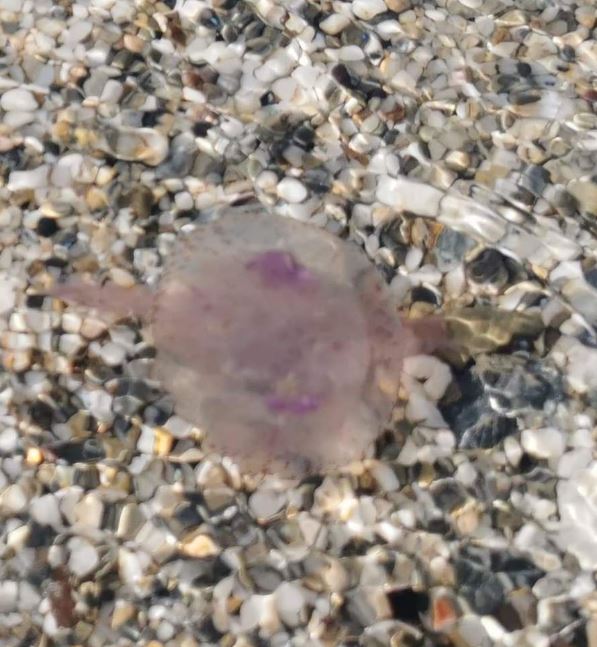 Μωβ μέδουσα