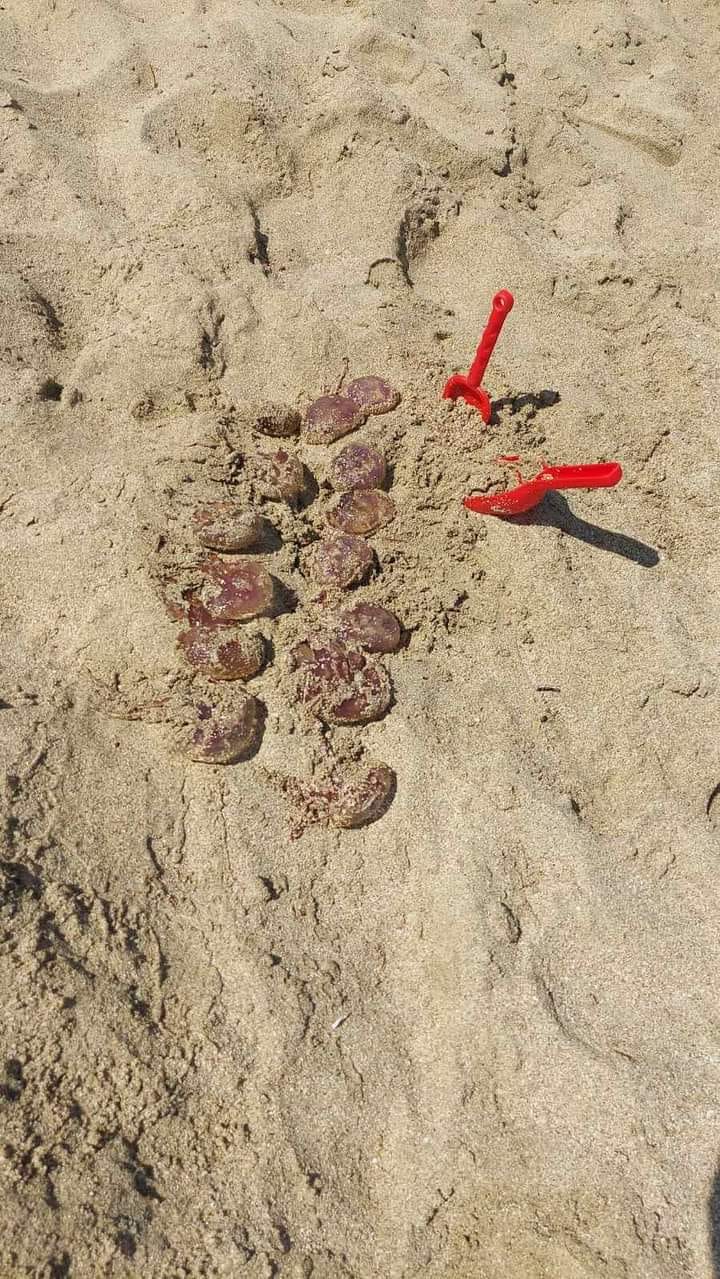 μωβ μέδουσες