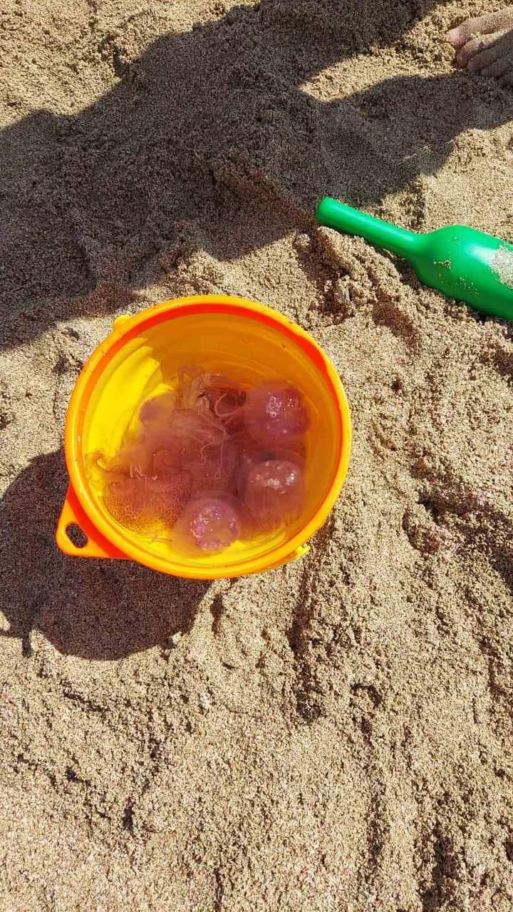 μωβ μέδουσες 