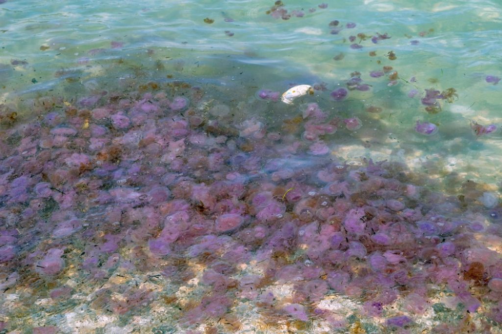 μωβ μέδουσες