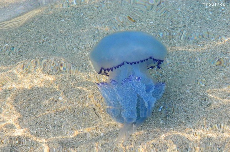 Μωβ μέδουσες και στην Αττική: Σε ποιες παραλίες εμφανίστηκαν – Χρήσιμες συμβουλές για τους λουόμενους