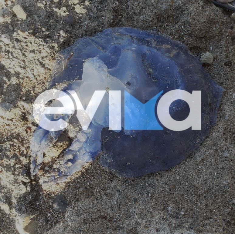 μωβ μέδουσα - Εύβοια