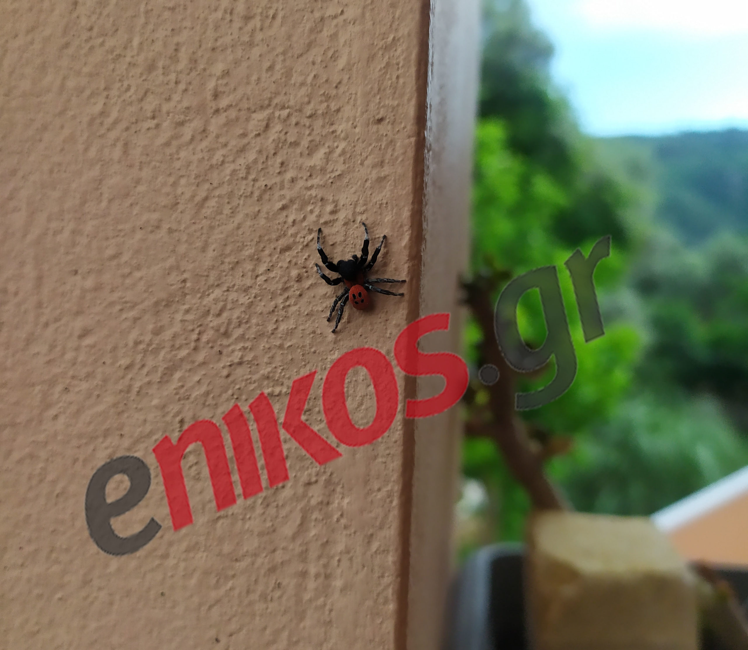 Αράχνη – πασχαλίτσα: Εντοπίστηκε σε Λευκάδα και Θεσσαλονίκη – ΦΩΤΟ από αναγνώστες