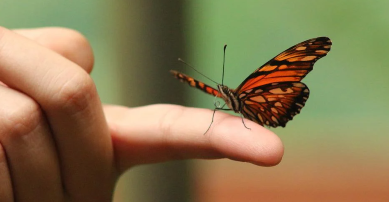 πεταλούδα- Λάρισα