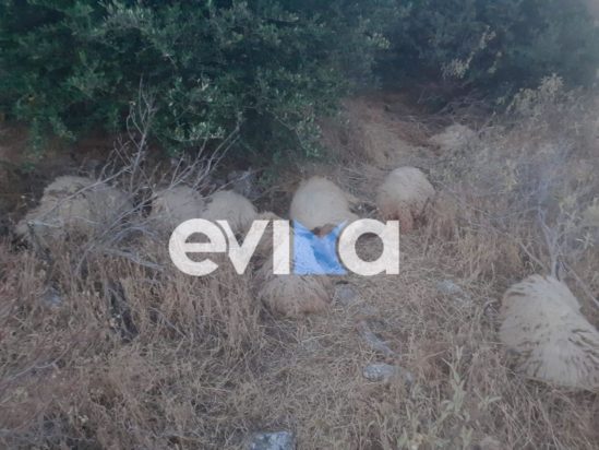 Εύβοια - πρόβατα- νεκρά