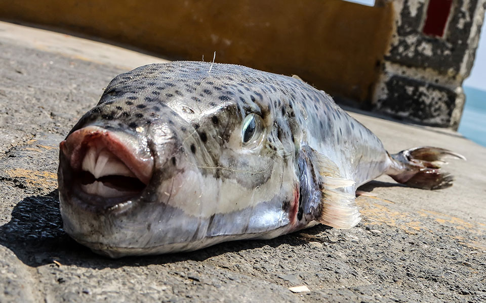Τροπικά ψάρια στο Αιγαίο λόγω κλιματικής αλλαγής – Γιατί χρειάζεται προσοχή