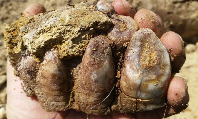 Ρόδος- δόντια ρινόκερου