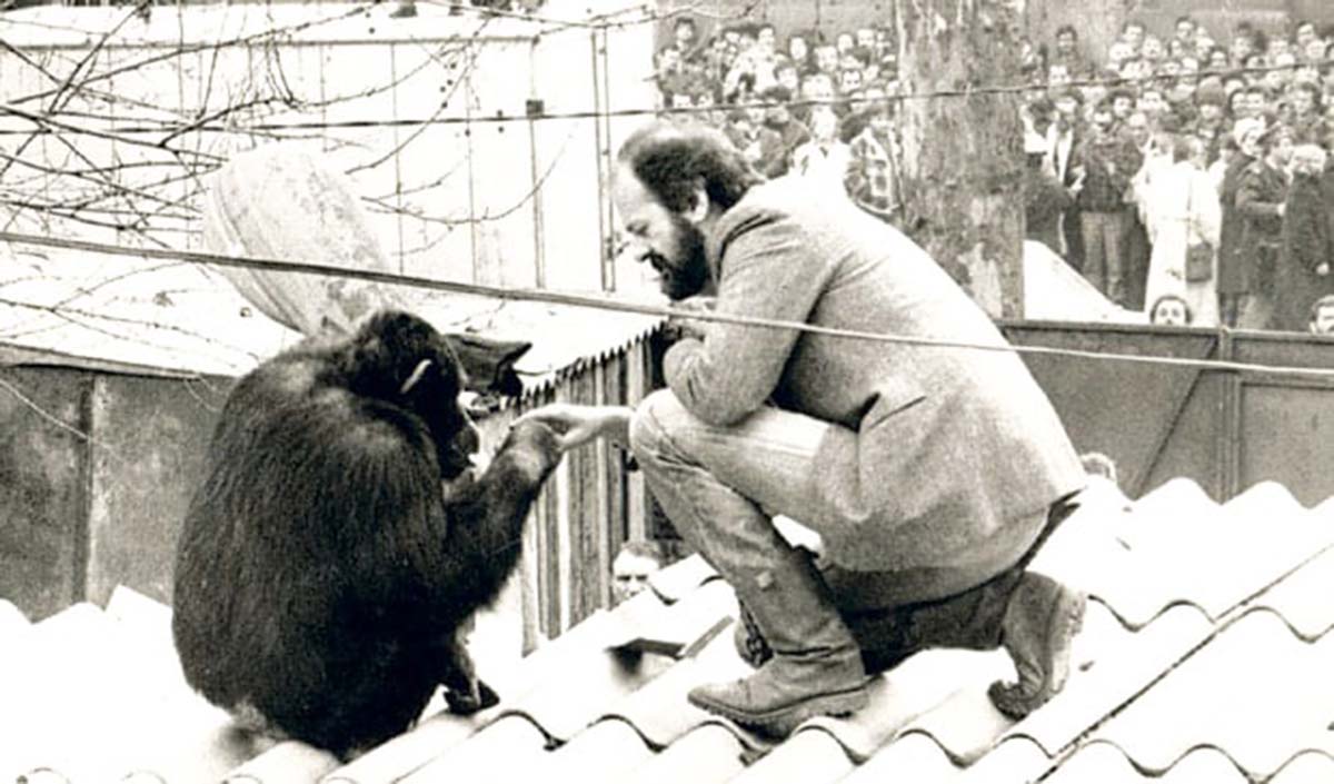 Όταν ο Σάμι ο χιμπατζής απέδρασε από τον ζωολογικό κήπο του Βελιγραδίου