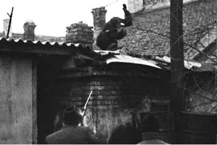 Ο πυροβολισμός του Σάμι με αναισθητικό