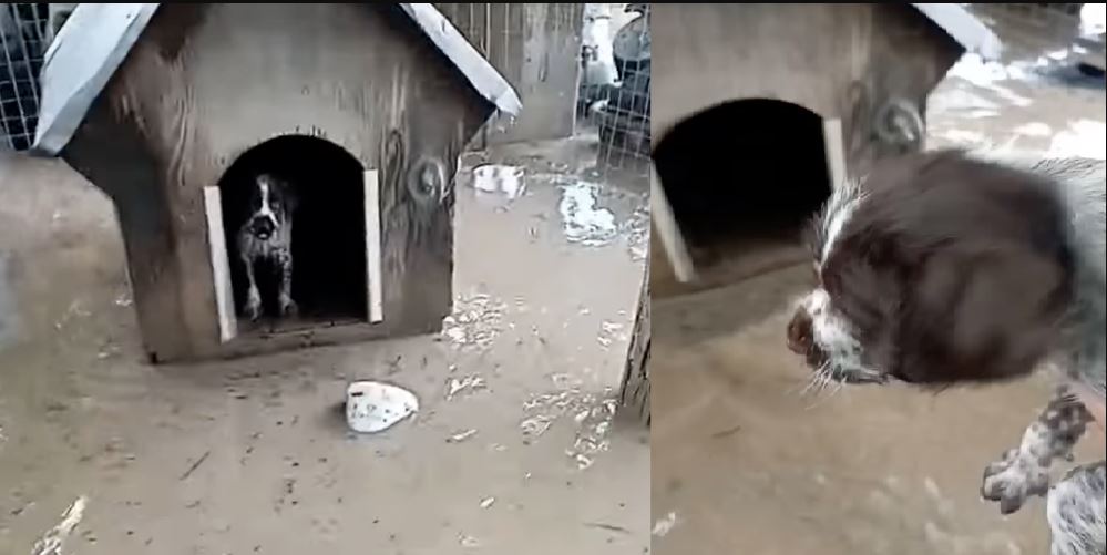 Έβρος: Η προσπάθεια πρώην βολεϊμπολίστα για να σώσει τον σκύλο του από την κακοκαιρία – ΒΙΝΤΕΟ