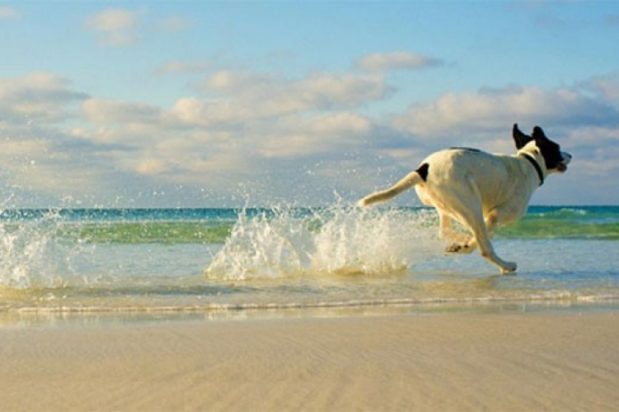 σκύλος - θάλασσα