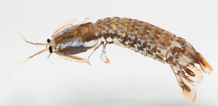 Ρόδος θαλάσσια κατσαρίδα