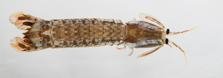 Ρόδος θαλάσσια κατσαρίδα