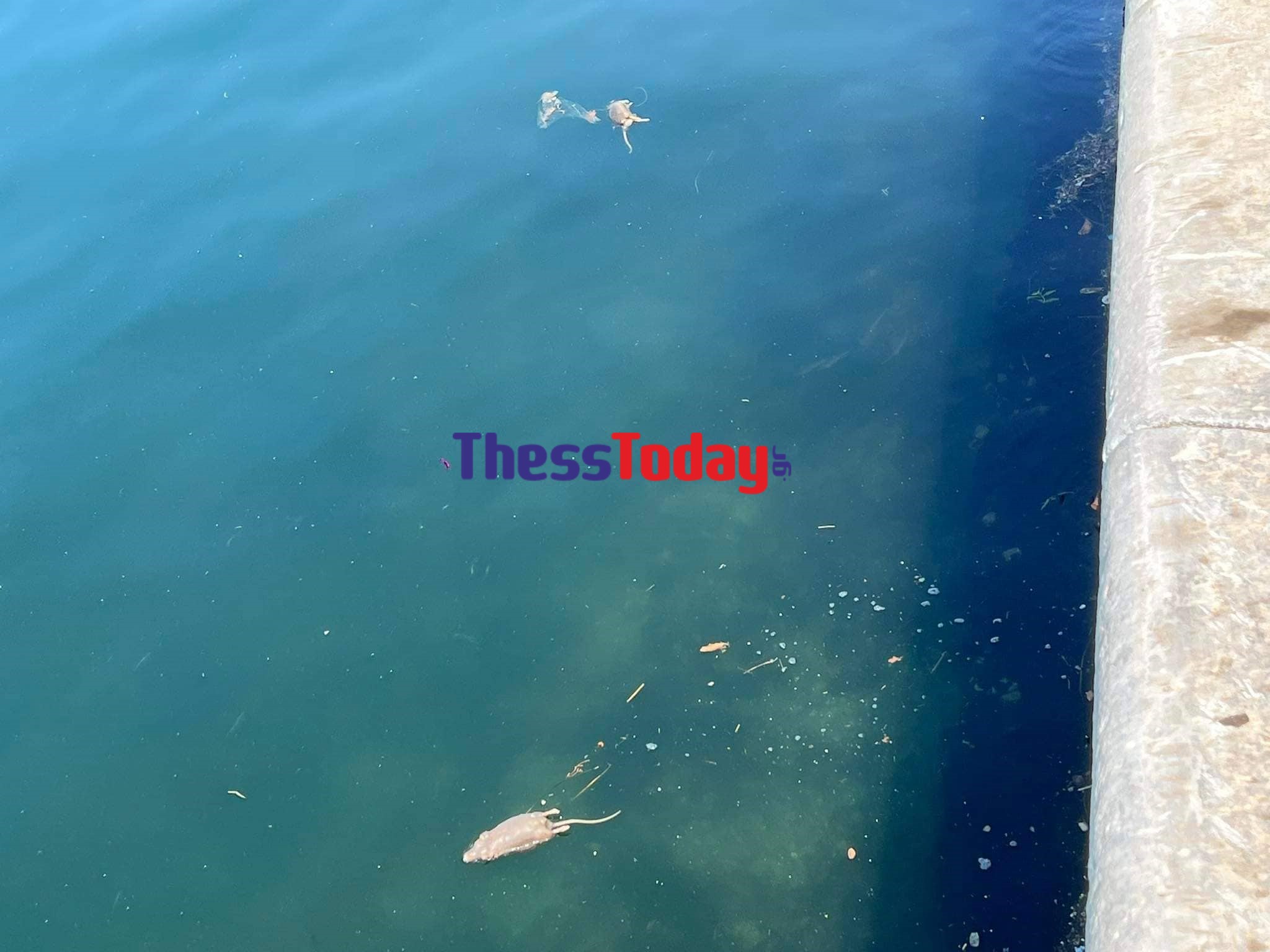 Θεσσαλονίκη Ποντίκια Θερμαϊκός