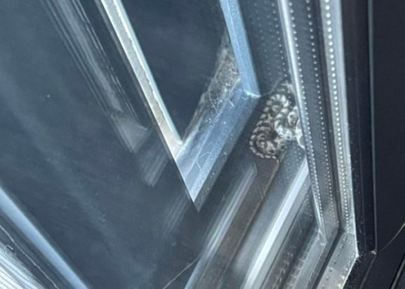 Βόλος - φίδι