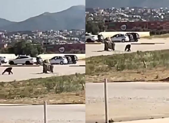 χιμπατζής Αττικό Ζωολογικό Πάρκο