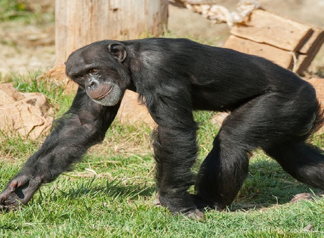 Σάλος στα social media και συγκέντρωση διαμαρτυρίας για την θανάτωση του χιμπατζή