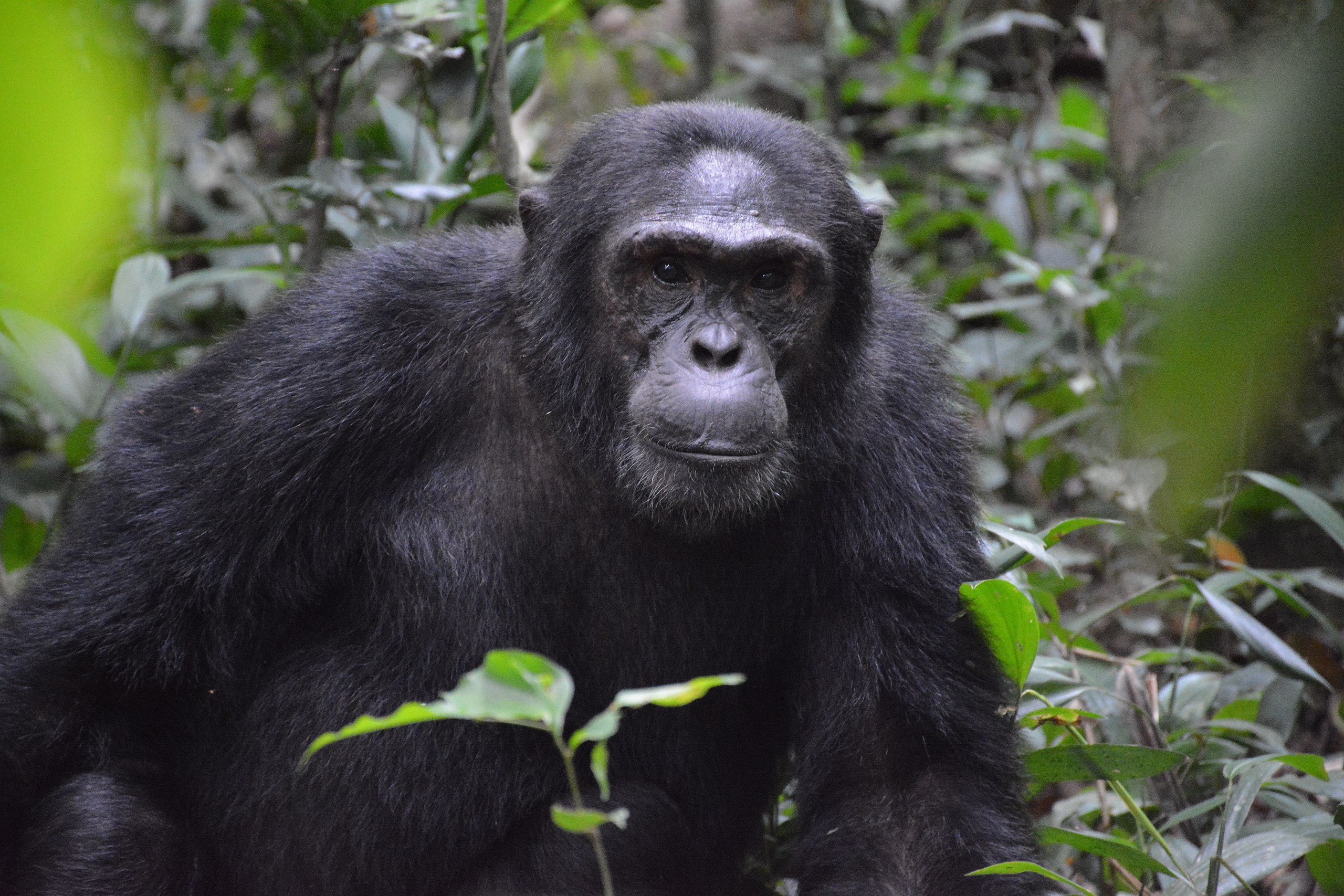 Αττικό Ζωολογικό Πάρκο: Σκότωσαν χιμπατζή που διέφυγε από τον χώρο του