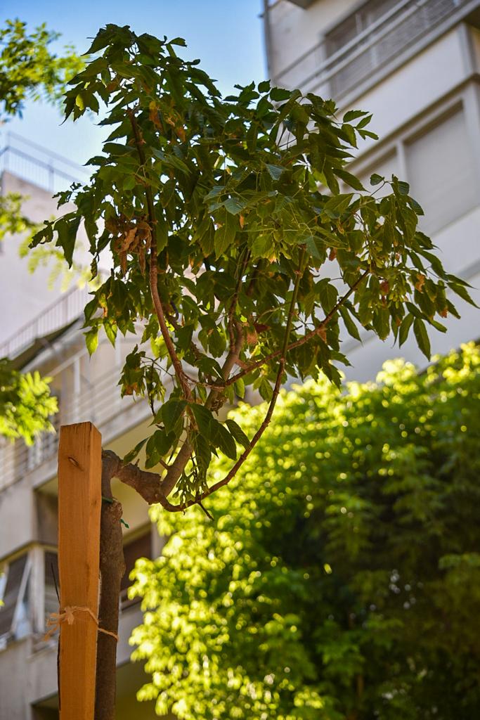 δέντρα Αθήνα