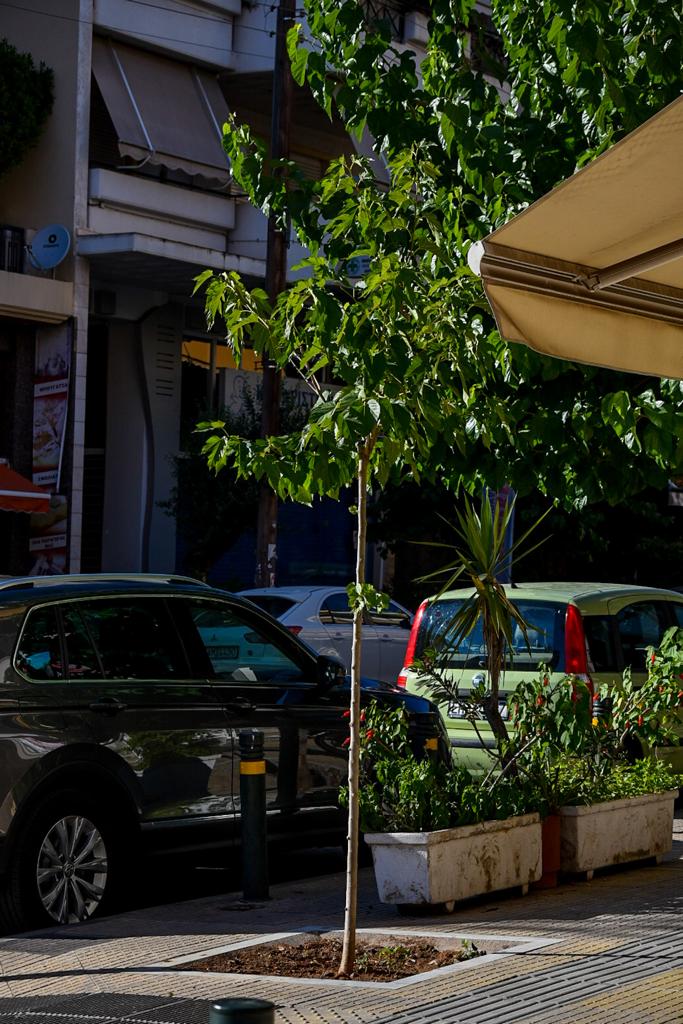 δέντρα Αθήνα