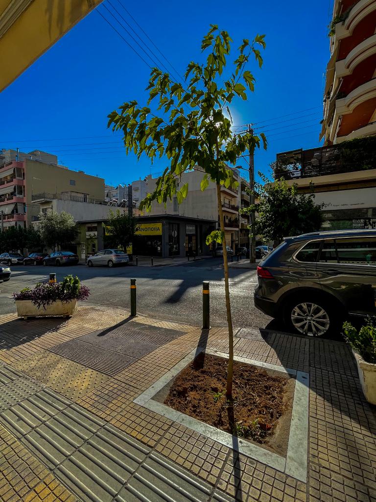 δέντρα Αθήνα