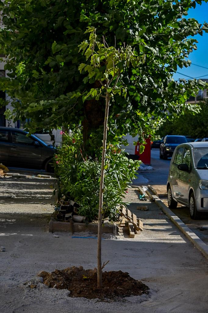 δέντρα Αθήνα