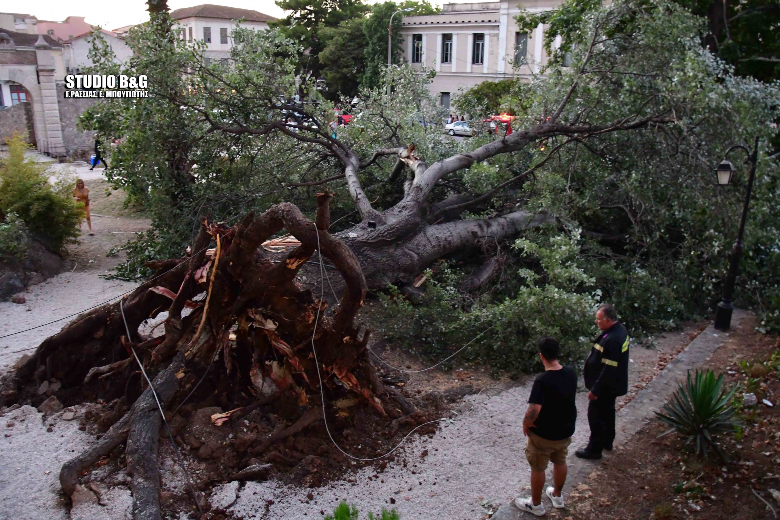 Ναύπλιο: Πτώση δέντρου στο κέντρο της πόλης – Από θαύμα δεν υπήρξαν θύματα