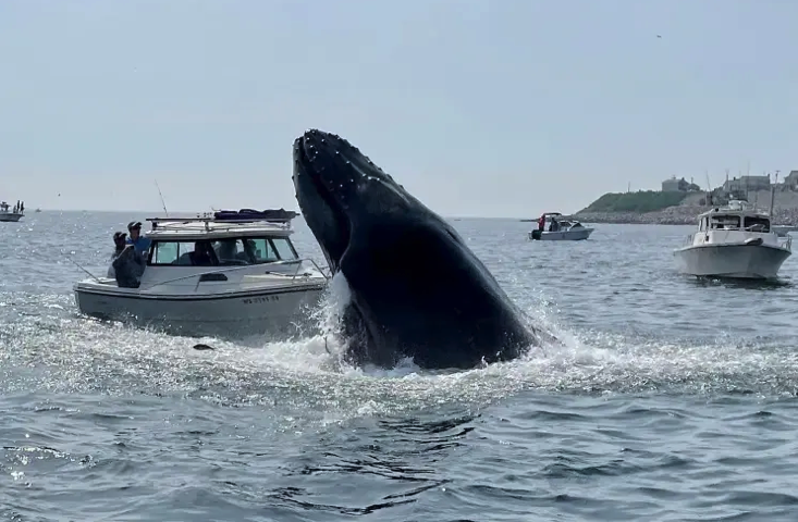 Όταν βρίσκεσαι στο λάθος σημείο την λάθος ώρα – Φάλαινα έπεσε πάνω σε βάρκα – ΒΙΝΤΕΟ