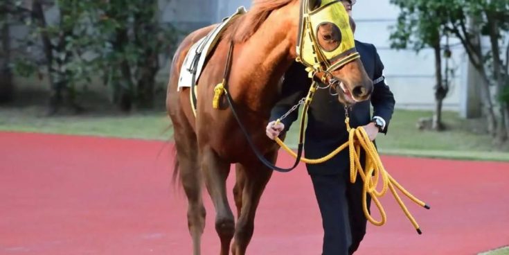 Τι ζώα χρησιμοποιούνται στο στοίχημα;