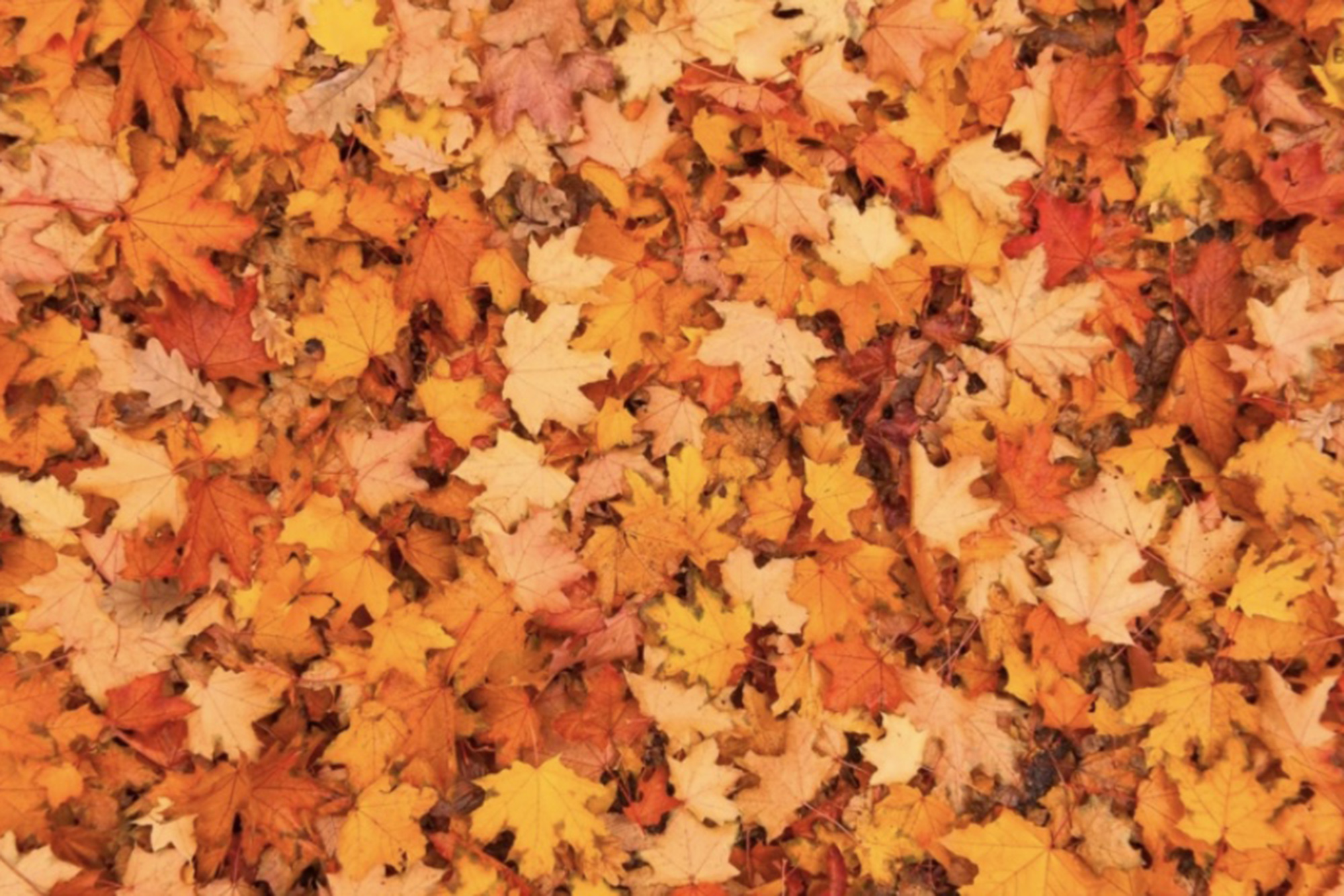 Οπτική ψευδαίσθηση: Μόνο το 1% μπορεί να εντοπίσει την πεταλούδα