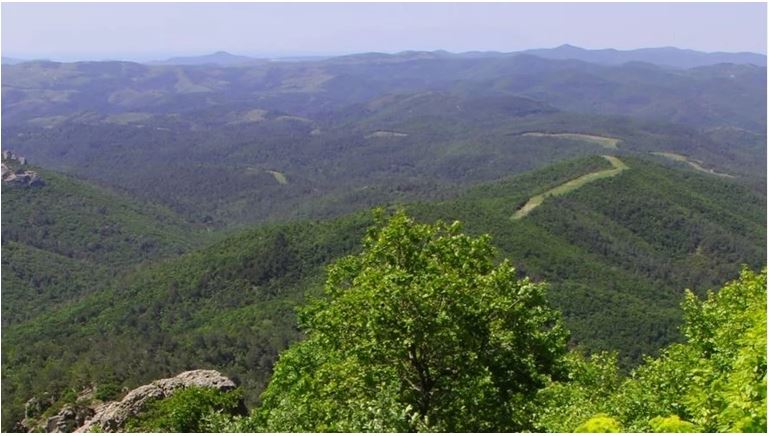 Δάσος Δαδιάς - Έβρος