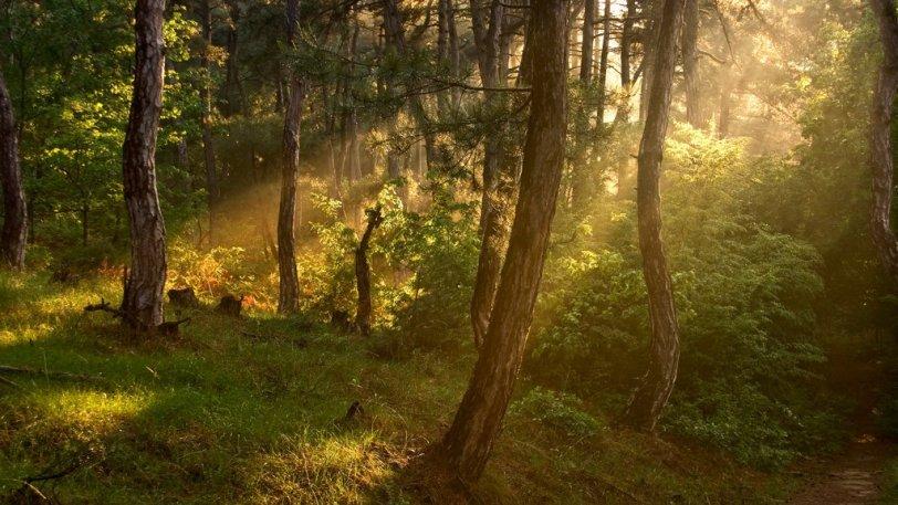 Δάσος Δαδιάς