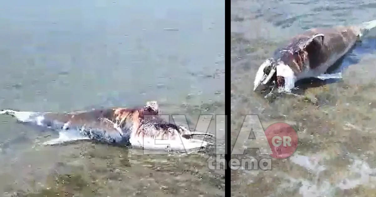 Δελφίνι Χαλκίδα