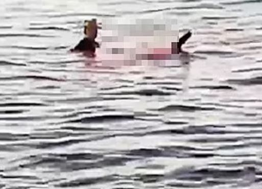 Αίγυπτος καρχαρίας