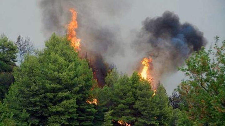 Φωτιά στον Έβρο: «Πολύ δύσκολη κατάσταση σε ένα πολύ κρίσιμο και ευαίσθητο δασικό οικοσύστημα»