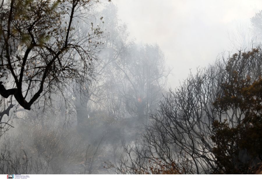 Φωτιά σε δάσος