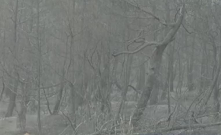 Φωτιά στoν Έβρο: Το “δώρο” του καιρού – Άρχισε να βρέχει στη Δαδιά